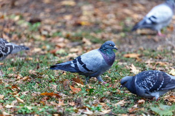 istock Pigeon walking on the grass in park 1290792839