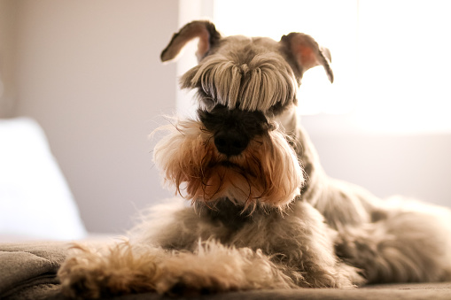 It is a portrait of a schnauzer dog in a domestic environment.