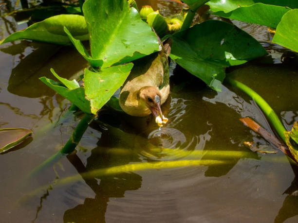 View of a Beautiful bird eating a popcorn on swamp.