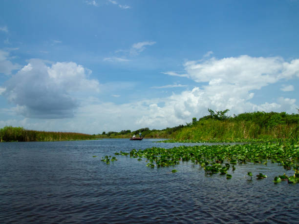 istock A Beautiful view of Everglades Swamp on Summer 1290795576
