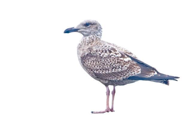 청어 갈매기 잘라 - herring gull 뉴스 사진 이미지