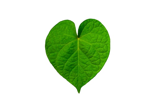 Cut out leaf shape of heart