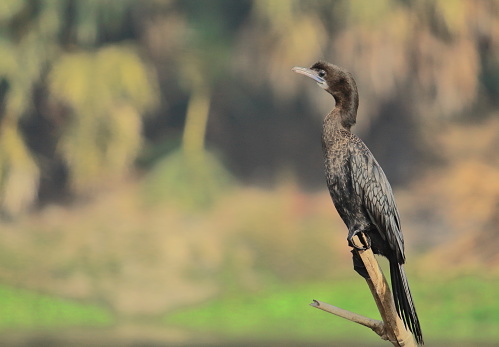 a little cormorant (microcarbo niger) is perching no a branch, in purbasthali bird sanctuary or chupir char (chupi lake), west bengal, india