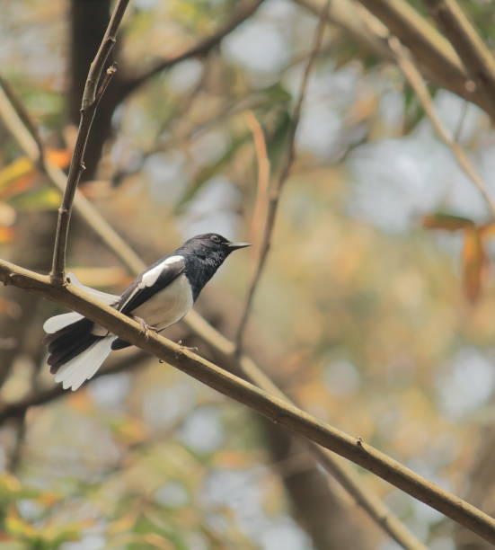 male oriental magpie robin (copsychus saularis) is perching on a tree branch in autumn season, countryside of west bengal, india male oriental magpie robin (copsychus saularis) is perching on a tree branch in autumn season, countryside of west bengal, india oriental magpie robin bird copsychus saularis perching on a branch stock pictures, royalty-free photos & images