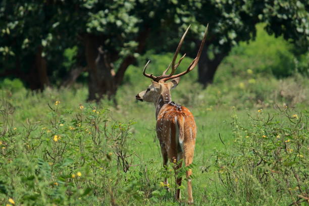 ein männliches chitalhirsch oder gefleckte hirsche (achsenachse) im bandipur-nationalpark, karnataka, indien - forest deer stag male animal stock-fotos und bilder