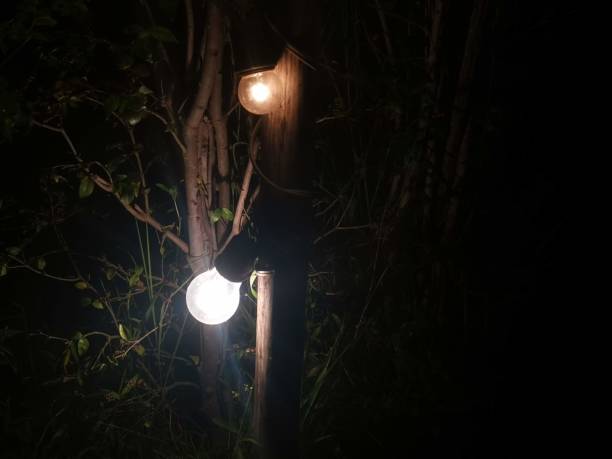 istock Incandescent bulbs are turned on at night. 1290804758