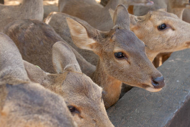 istock Beautiful image with a pair of the cute wild deers 1290806423