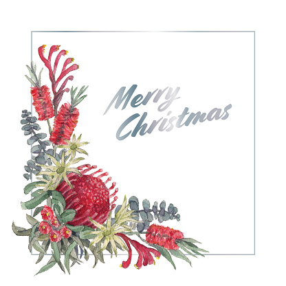 Christmas-themed watercolour arrangement of Australia flowers including protea, bottlebrush, eucalyptus leaves, flannel flowers and kangaroo paw. Isolated so that you can place it on another colour or border.