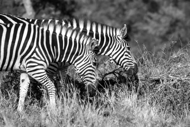 istock Two Zebras Grazing in Monochrome 1290809403