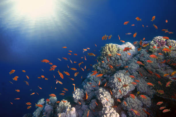 istock Coral Reef Scene with Tropical Fish in sunlight. Ecosystem 1290810887