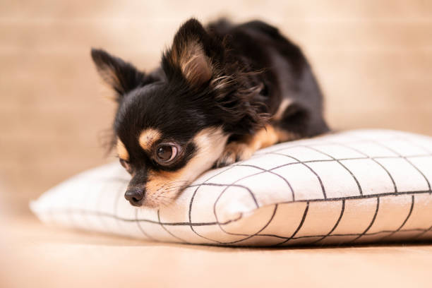 Chihuahua Negro - Banco de fotos e imágenes de stock - iStock Chihuahua Negro - Banco de fotos e imágenes de stock - iStock