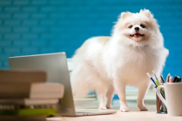 cheerful white fur hair pomeranien lap dog.puppy dog open wide mouth on working table with stack of books and laptop.