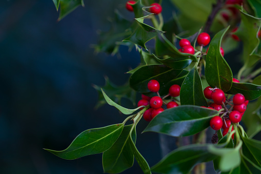 Festive Holly bush with vibrant red berries.