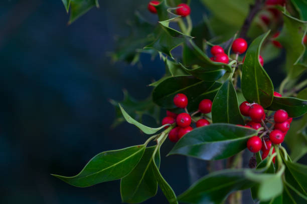 Holly Bush With Vibrant Red Berries Festive Holly bush with vibrant red berries. winterberry holly stock pictures, royalty-free photos & images