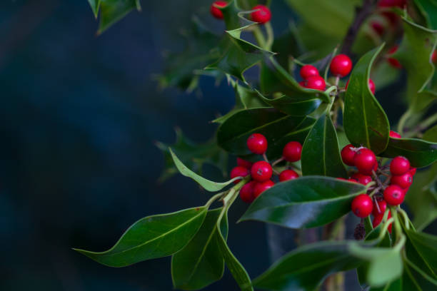 holly bush with vibrant red berries - winterberry holly imagens e fotografias de stock