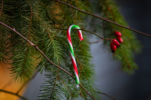Festive candy cane hanging on a tree branch.