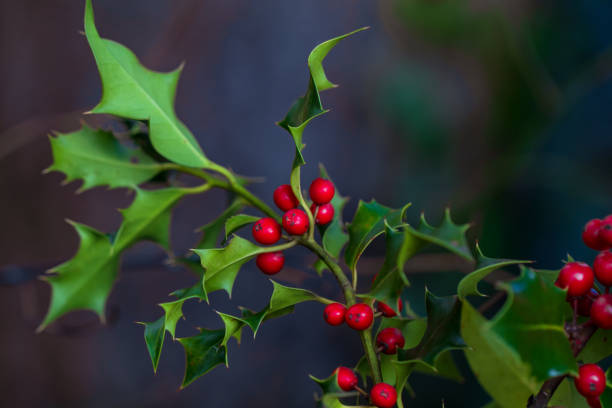 istock Holly Bush With Vibrant Red Berries 1290812110