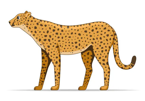 Vector illustration of Cheetah animal standing on a white background