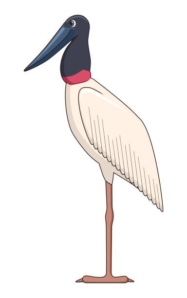 흰색 배경에 자비루 황새 - saddle billed stork stock illustrations