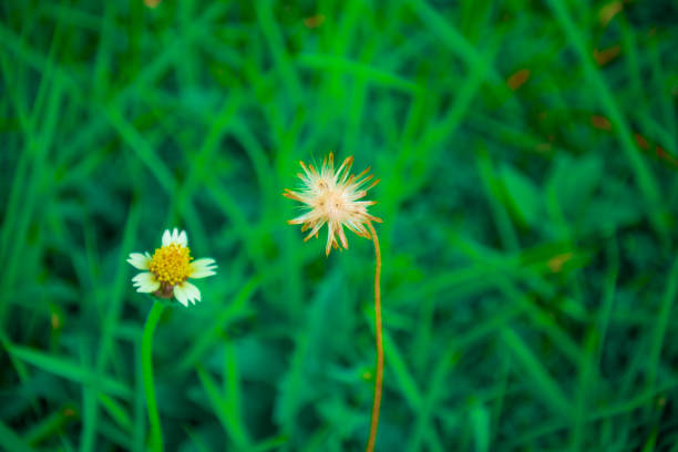 Blurred spring white flowers on the ground