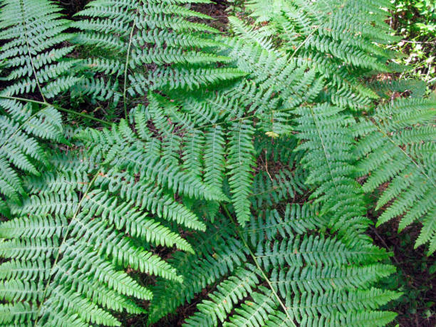 istock green ferns in the forest 1290818070