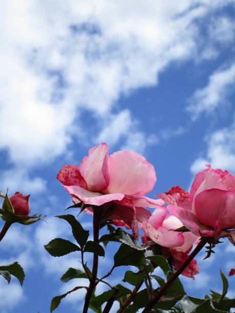 istock Bright Soft Pink Roses Against the Sky 2020 1290818661