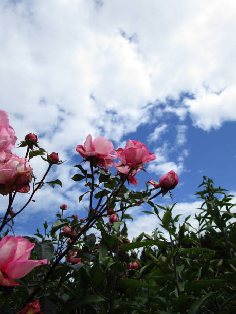 istock Bright Soft Pink Roses Against the Sky 2020 1290818663