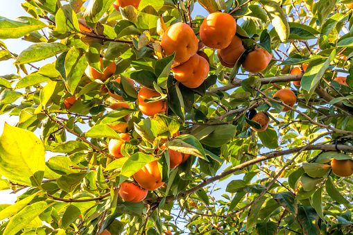 Ripe fruits of the persimmon tree hanging on the branches among the foliage. Israel