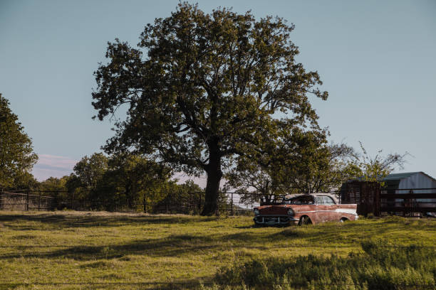 old retro car, rusty, under a tree in the countryside. Texas.