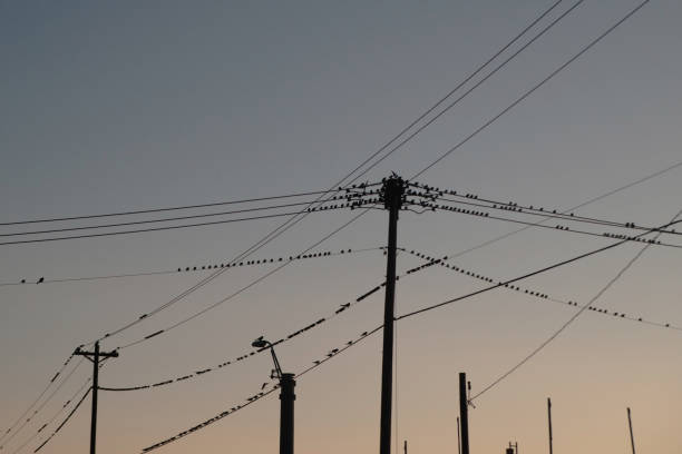 istock many birds on electric wires and poles 1290820277