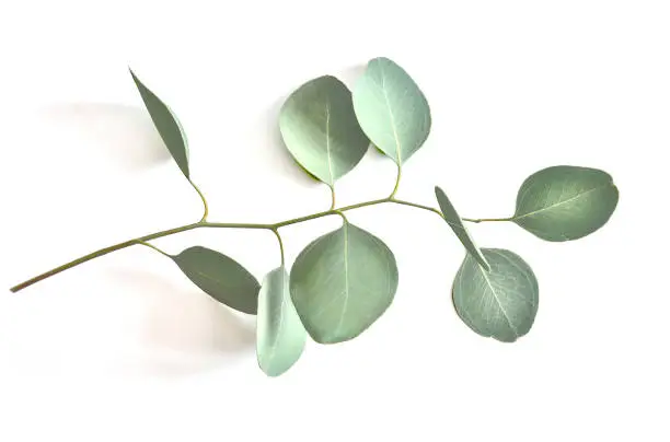 Eucaliptys twig with silver green leaves on white background close up.  Flat lay, top view. Medicinal, aromatic plants and delicate greens for decorating bouquets in floristry