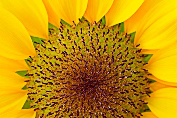 istock Bright yellow sunflower's pollen and petals. 1290823195