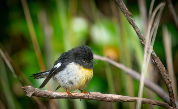 istock Small bird New zealand tomtit 1290823752