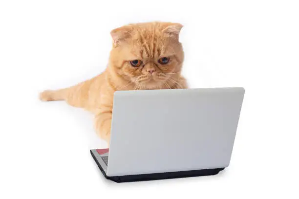 Cat S Using Computer Cat On Computer Pictures | Download Free Images on Unsplash