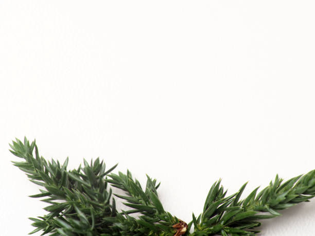 istock Close up shoot of Juniperus Rigida / Temple Juniper leaf, capture on a white isolated background 1290826142