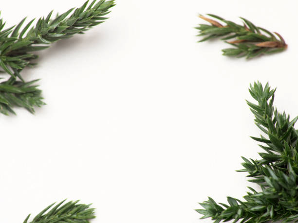 istock Close up shoot of Juniperus Rigida / Temple Juniper leaf, capture on a white isolated background 1290826533