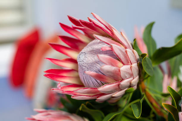 Protea Pink King Proteas fynbos photos stock pictures, royalty-free photos & images