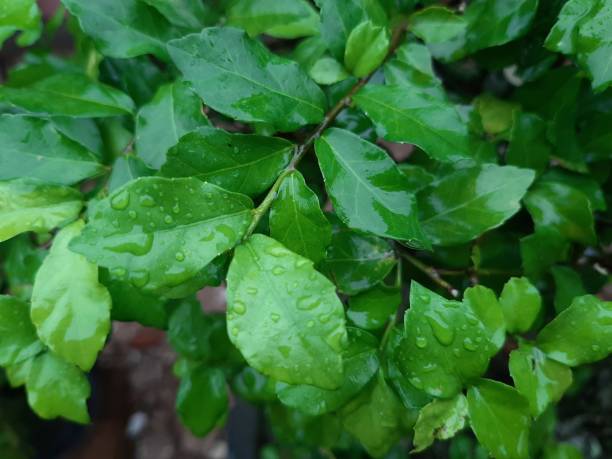 istock Wet Leaves After Rain 1290826617