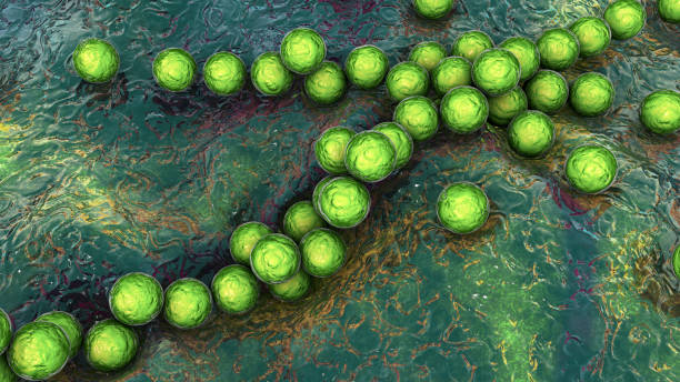 грамположительных бактерий streptococcus pyogenes - стрептококк стоковые фото и изображения