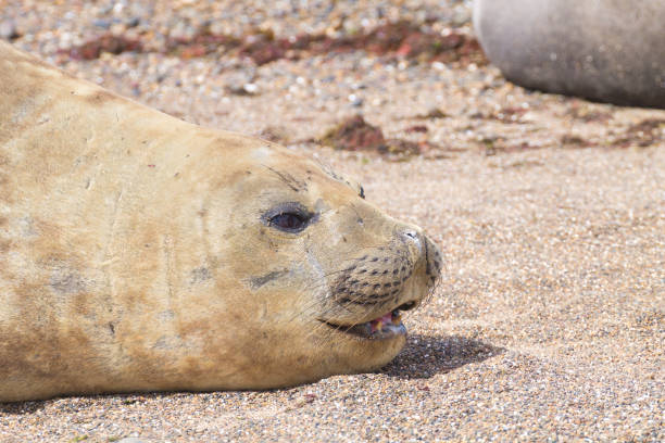 istock Elephant seal on beach close up, Patagonia, Argentina 1290827400