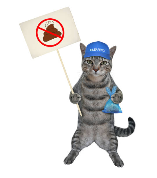 istock Cat gray with sign and poop bag 2 1290828753