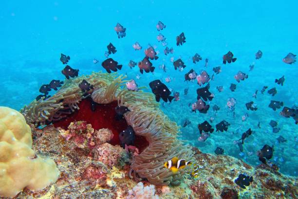海葵附近的達西盧斯魚和小丑魚。熱帶珊瑚礁。 - 銀線小丑魚 個照片及圖片檔