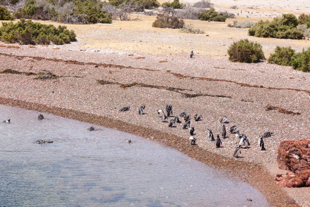 istock Magellanic penguins. Punta Tombo penguin colony, Patagonia 1290829829