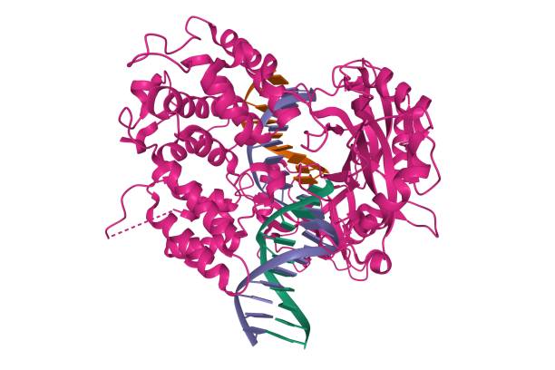 Crystal structure of human DNA ligase I bound to 5'-adenylated, nicked DNA DNA ligase is a specific type of enzyme, a ligase, that facilitates the joining of DNA strands together by catalyzing the formation of a phosphodiester bond. 3D cartoon model, white background dna ligase stock pictures, royalty-free photos & images