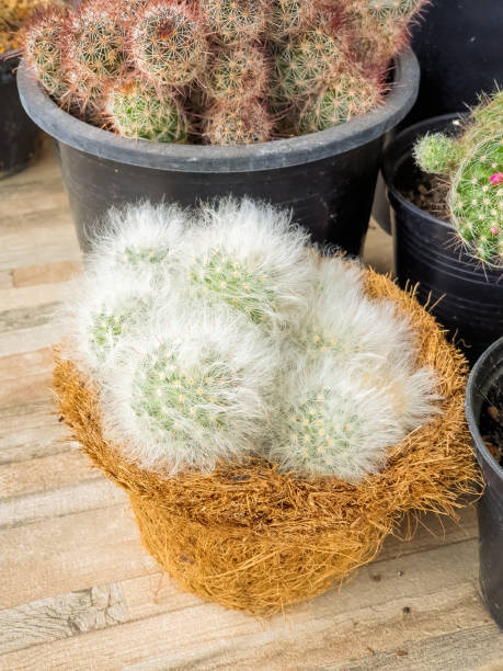 beau cactus de mammillalia décoré sur la table en bois - mammillaria cactus photos et images de collection