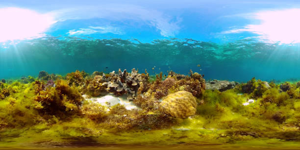 istock Coral reef with fish underwater. Philippines. Virtual Reality 360 1290834218