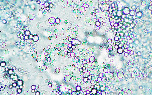 661 Animal Cell Membrane Stock Photos, Pictures & Royalty-Free Images - iStock 661 Animal Cell Membrane Stock Photos, Pictures & Royalty-Free Images - iStock