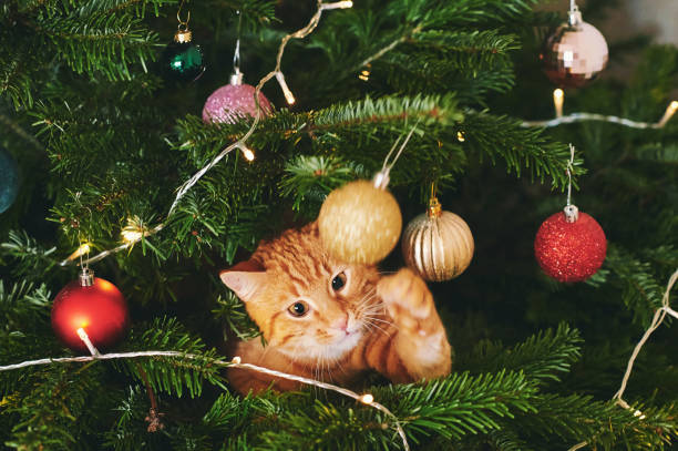 istock Funny ginger cat laying inside of Christmas tree and playing with balls 1290840710