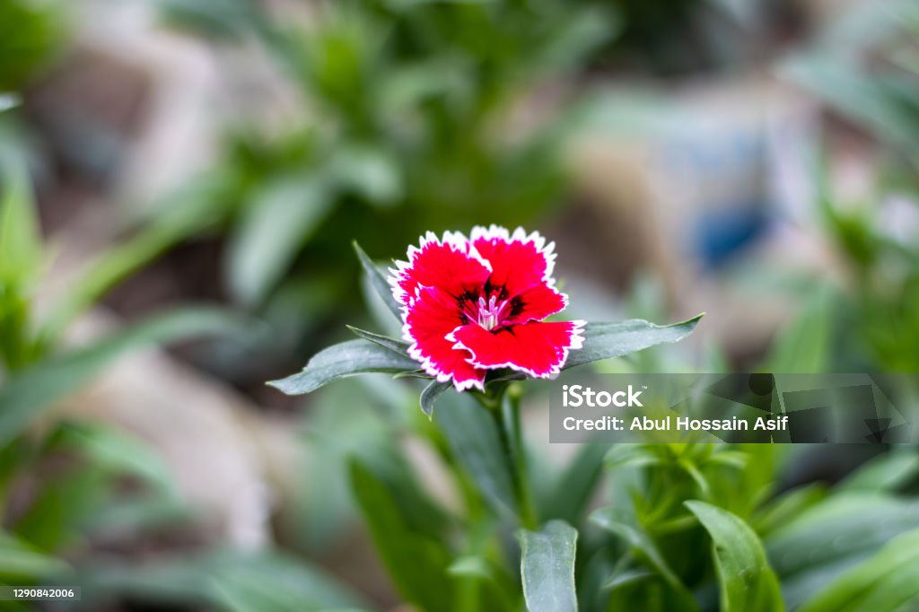 Red bloomed Dianthus chinensis flower with green leaves in the garden close up shot Cut Out Stock Photo