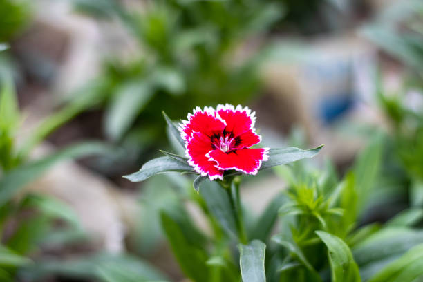 Red bloomed Dianthus chinensis flower with green leaves in the garden close up shot Red bloomed Dianthus chinensis flower with green leaves in the garden close up shot dianthus barbatus stock pictures, royalty-free photos & images